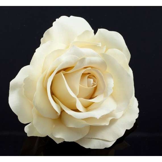 Ivory Color Rose